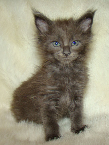 ���� ��� ������� ��������� Catsvill County!  ���� ����! ������ ������ ���� ���! ���� ��� ������ ������ � ����� ����!!! �������� ���� ����� Catsvill County +7-926-544-74-09  ���� ��� �������� ������. ���� ��� ������, ���� ��� �������, ���� ��� ������,  ���� ��� ����, ���� ��� ��������, ���� ����,  ������ ������ ���� ���,  ������ ����-����, ����� ������� ������ �����, ����� ����� ������!